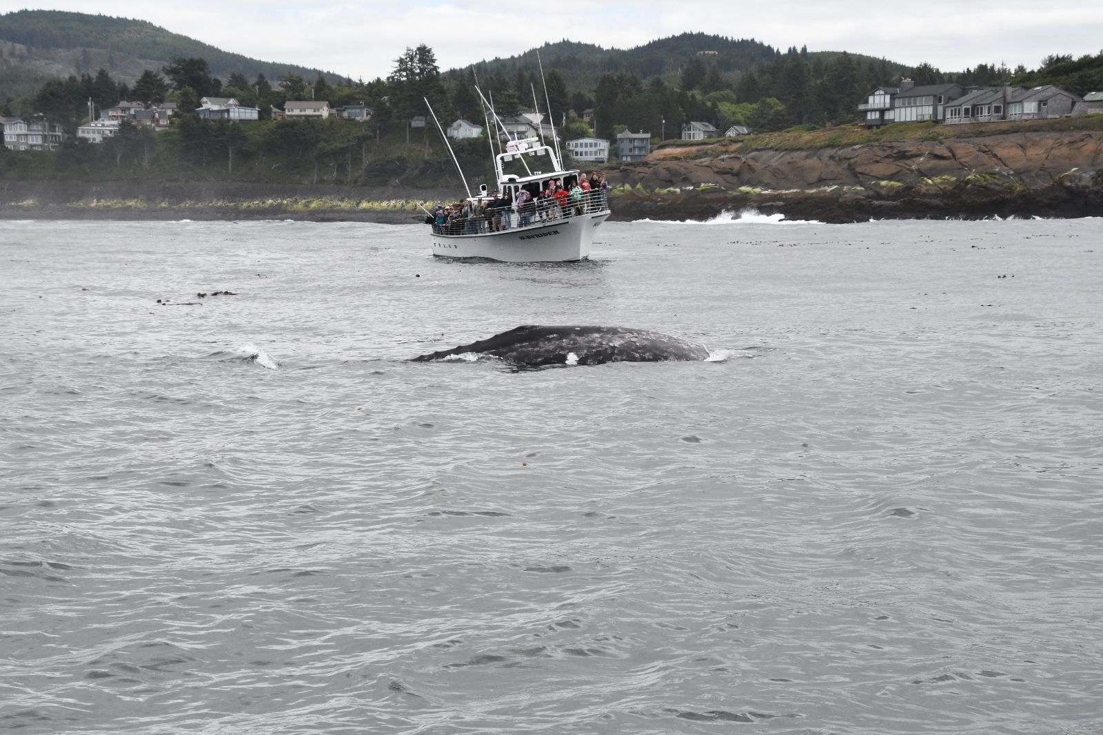 Depoe Bay Whale Watching tours